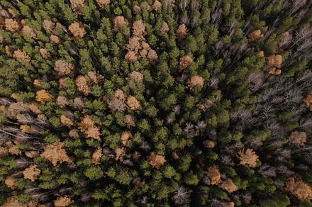 Panorama of colorful autumn forest in Ural