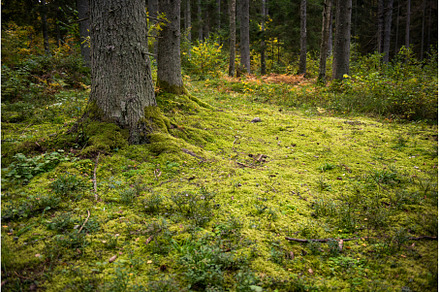 Autumn forest, wild dense pine, a Nature Photo by COLORFUL
