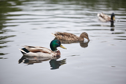 Group of wild ducks swimming in the lake., an Animal Photo by Rohan Photography