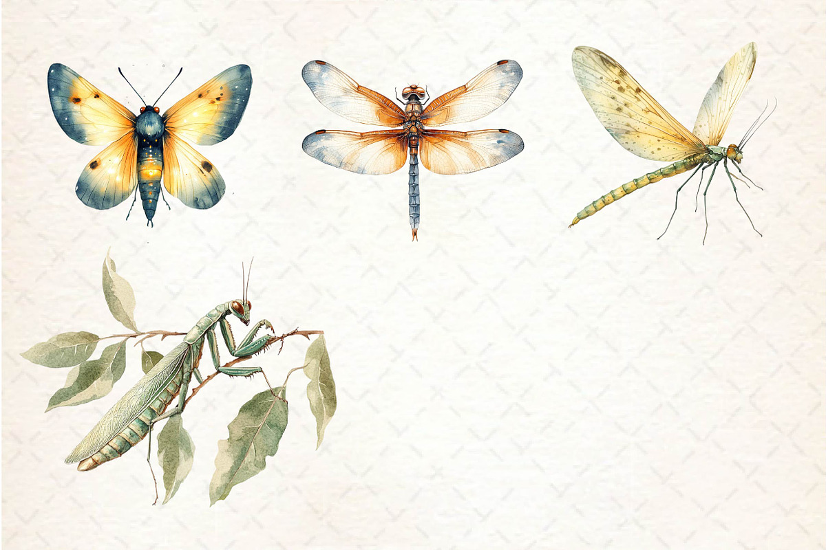 Vintage Spring Insect Clipart, an Illustration by Dream Creation (Photo 6 of 6)
