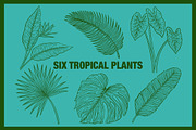 Vintage Tropical Flora Illustrations, an Object Illustration by Jaclyn Caris (Thumbnail 6 of 15)