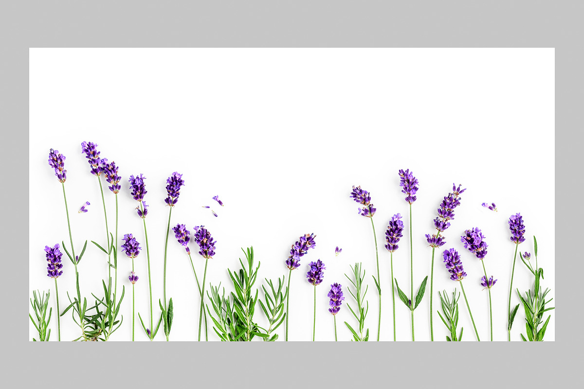 Lavender Herb Photo Pack, a Nature Photo by ifiStudio (Photo 4 of 14)
