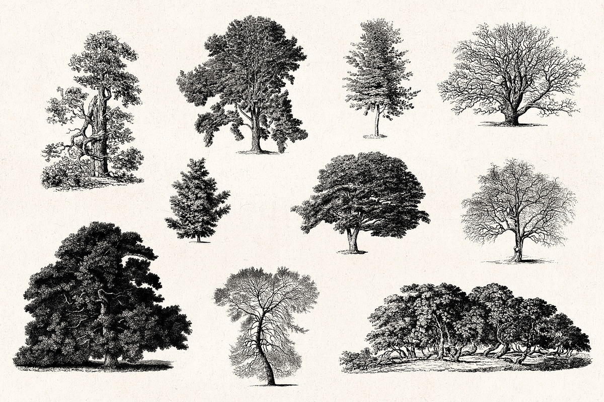 Trees - Vintage Illustrations Set, an Illustration by Graphic Goods (Photo 6 of 10)