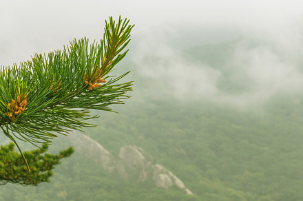 Cedar branch