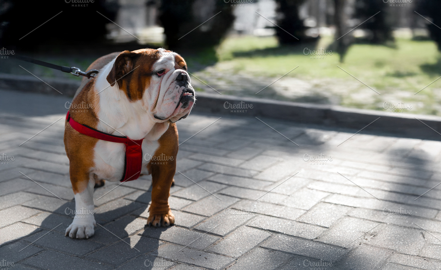 Brown and white English Bulldog standing on a paved path wearing, an Animal Photo by Ales Munt