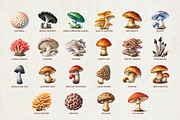 46 Watercolor Mushroom Illustrations, an Object Illustration by Riswan Ratta (Thumbnail 3 of 3)