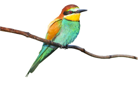 beautiful colorful bird isolated on, an Animal Photo by Pakosta