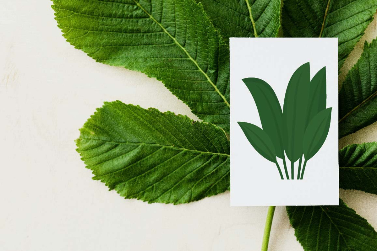19 Tropical Leaves Foliage Plant, a Decorative Illustration by jongcreative (Photo 5 of 6)