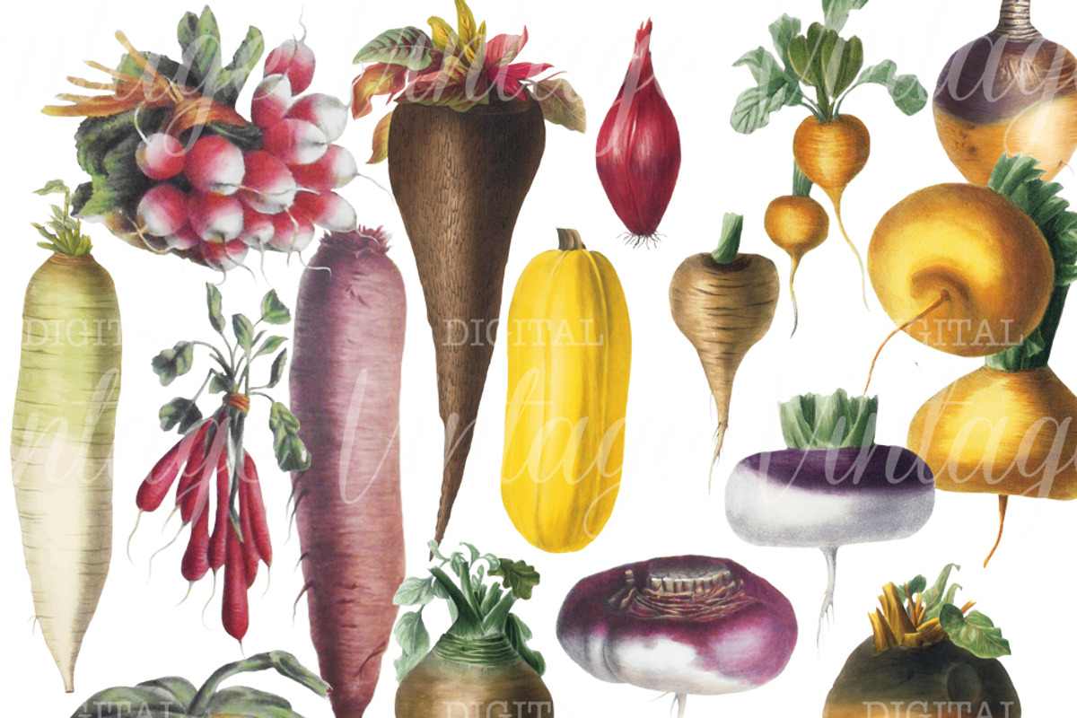 Vintage Vegetable Set 1, a Graphic by Digital Vintage (Photo 2 of 2)