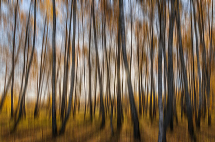Autumn birch forest with sunshine., a Nature Photo by Eugene_Photo