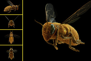 Honey Bee