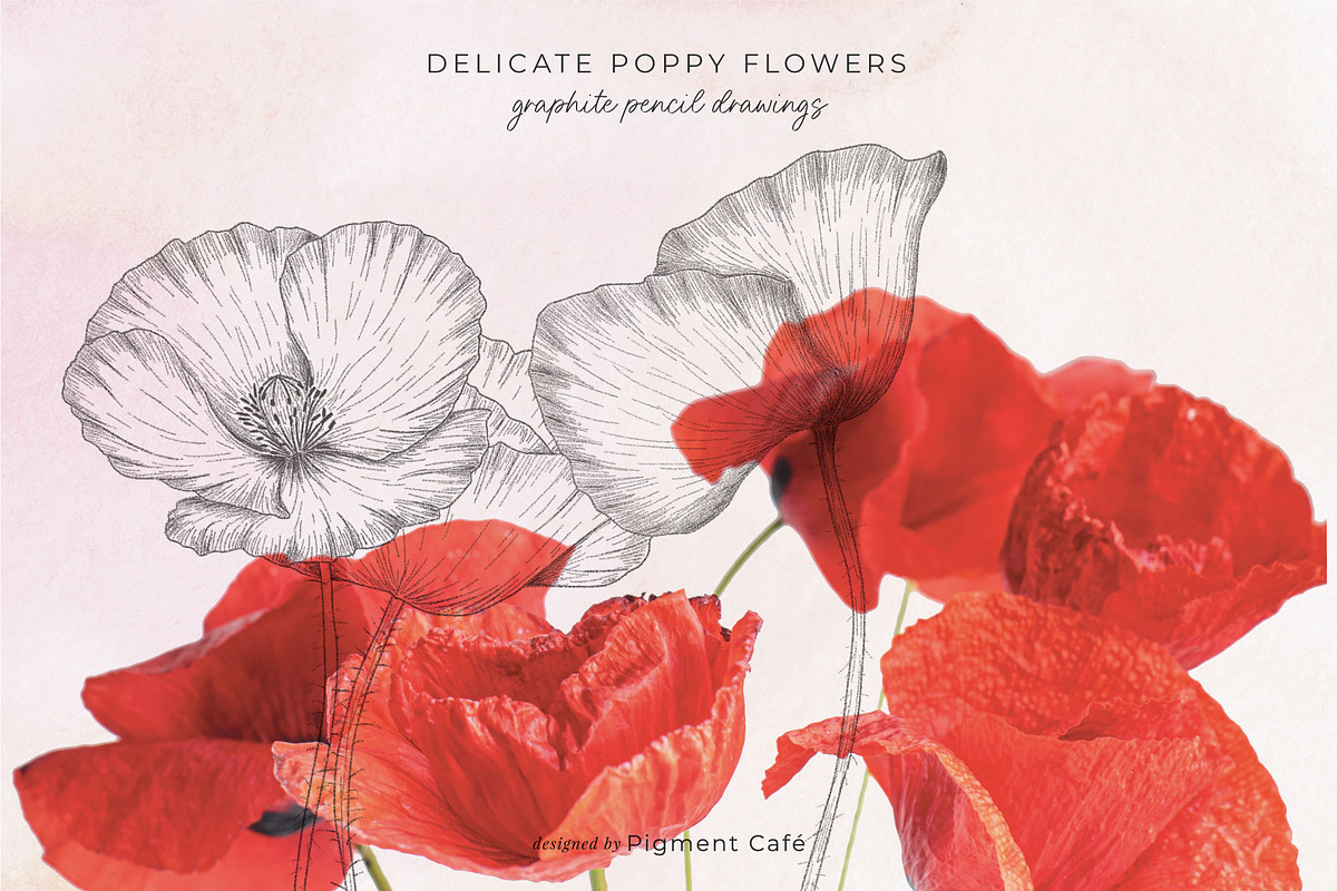 Sketch Pencil Poppy Flowers, an Illustration by Pigment Café (Photo 2 of 8)