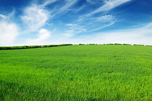 field and sky