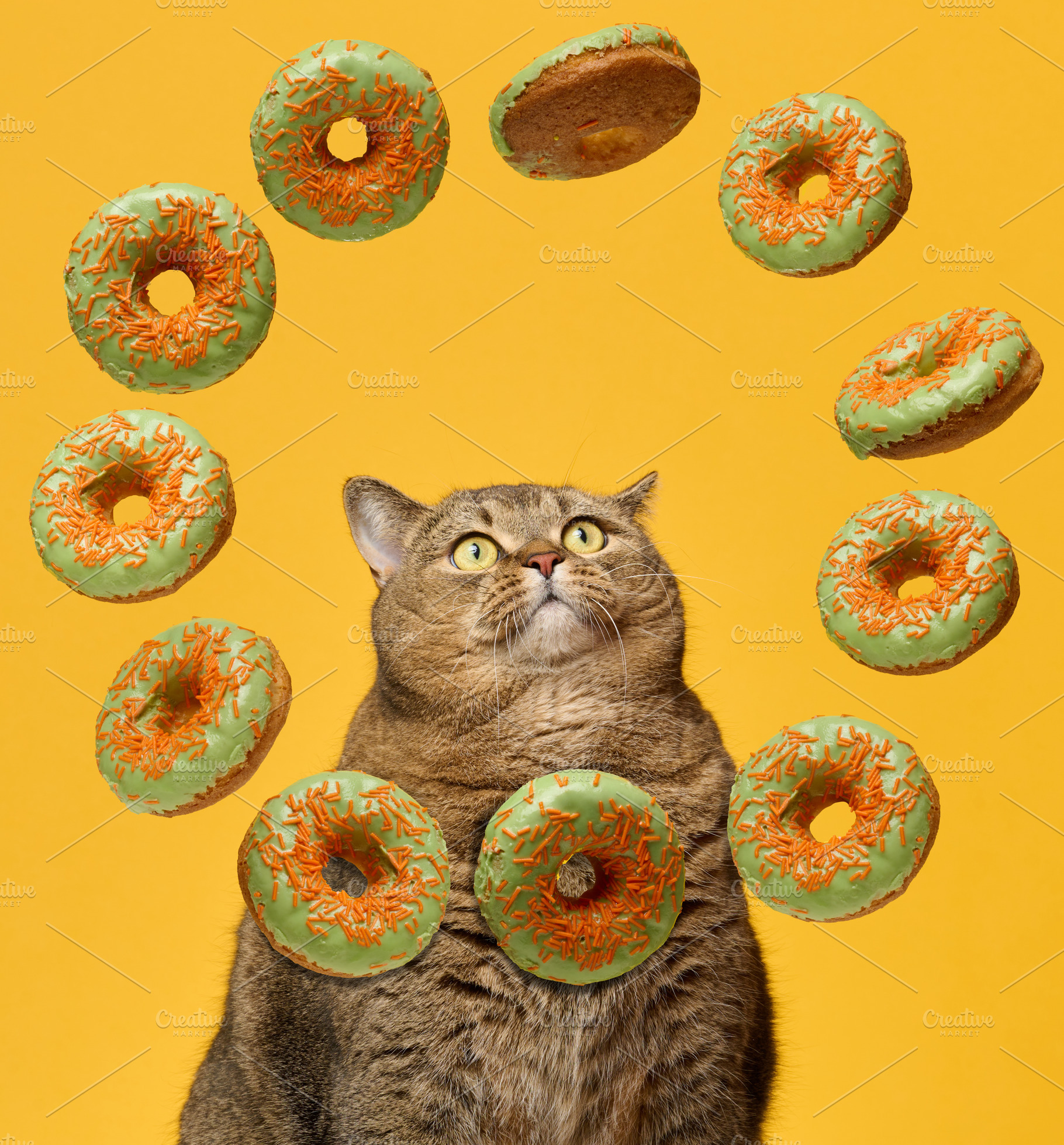 A plump shorthaired cat with expressive eyes looks up, surrounde, an Animal Photo by ndanko