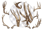 Deer antlers collection., an Animal Illustration by ArtOwl (Thumbnail 6 of 8)