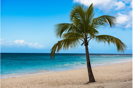 Single palm tree in exotic tropical, a Nature Photo by Nature and travel