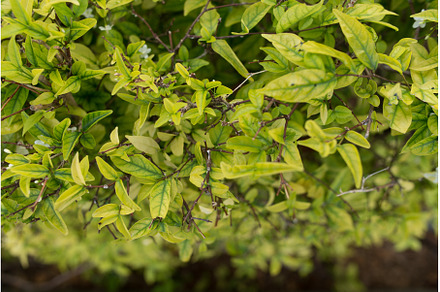 Bush with smallleaves and bright, a Nature Photo by undrey