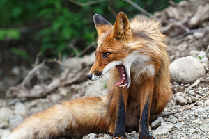 Beautiful red fox with open mouth, an Animal Photo by Alexander-Piragis