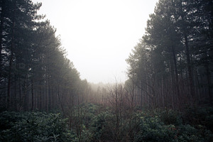 Forest skyline containing forest, forestry, and trees