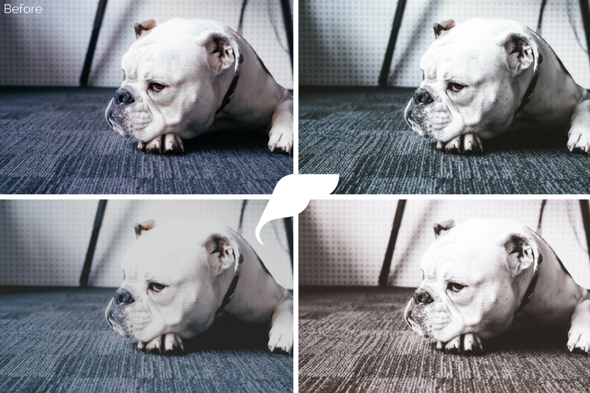 50+ Pet Lightroom Presets Vol. I preview 7