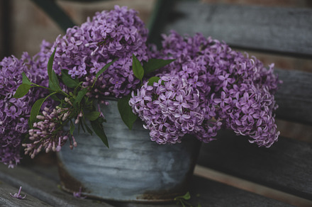 Lilacs in spring on the left featuring lilacs, spring, and season