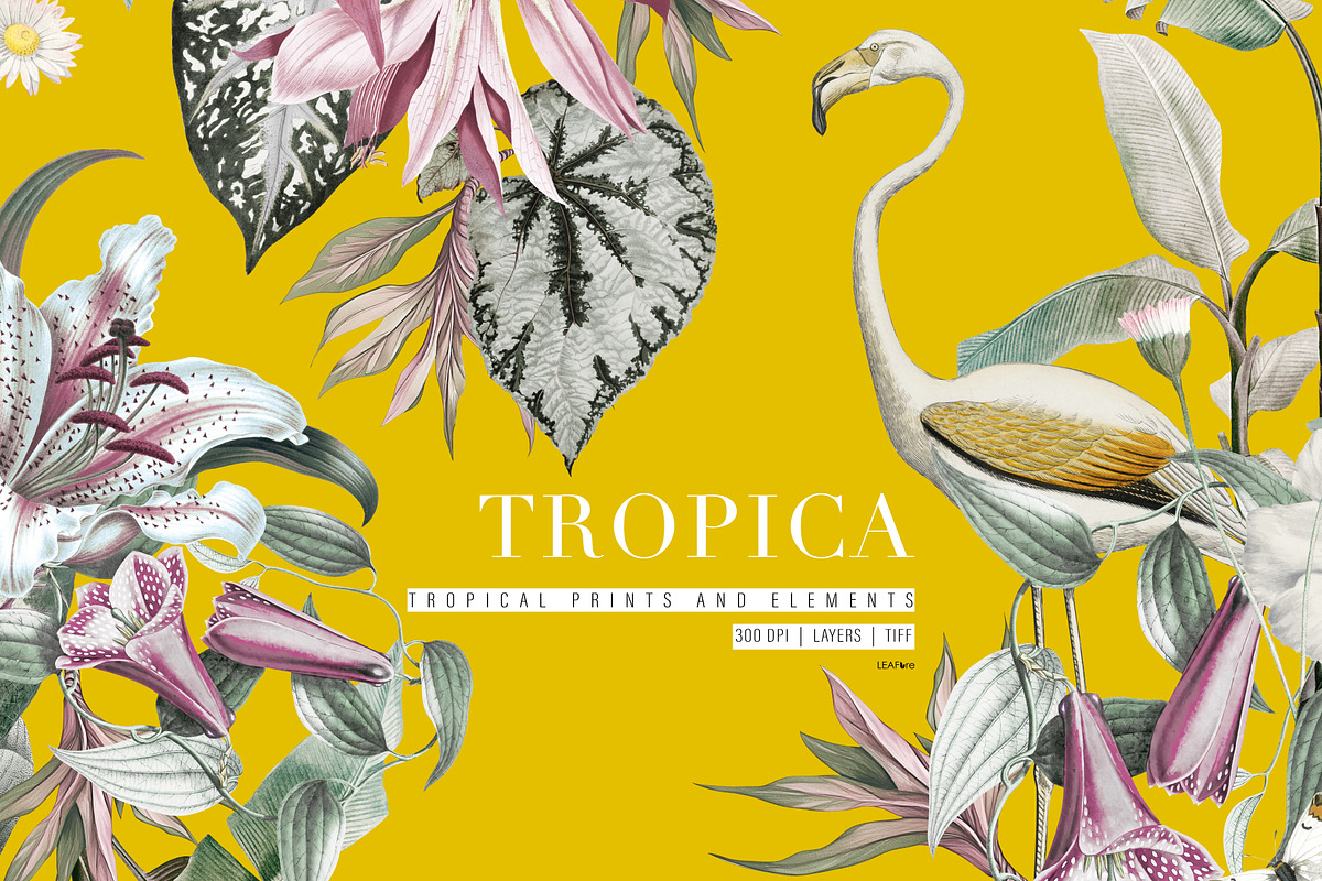 Tropica Pattern And Motifs, a Pattern Graphic by LEAFure (Photo 1 of 9)