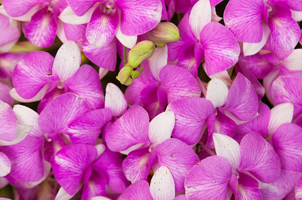 Orchid featuring orchid, flower, and purple, a Nature Photo by a454