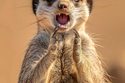 236 surprised animals, an Animal Photo by Handmadefont (Thumbnail 196 of 241)