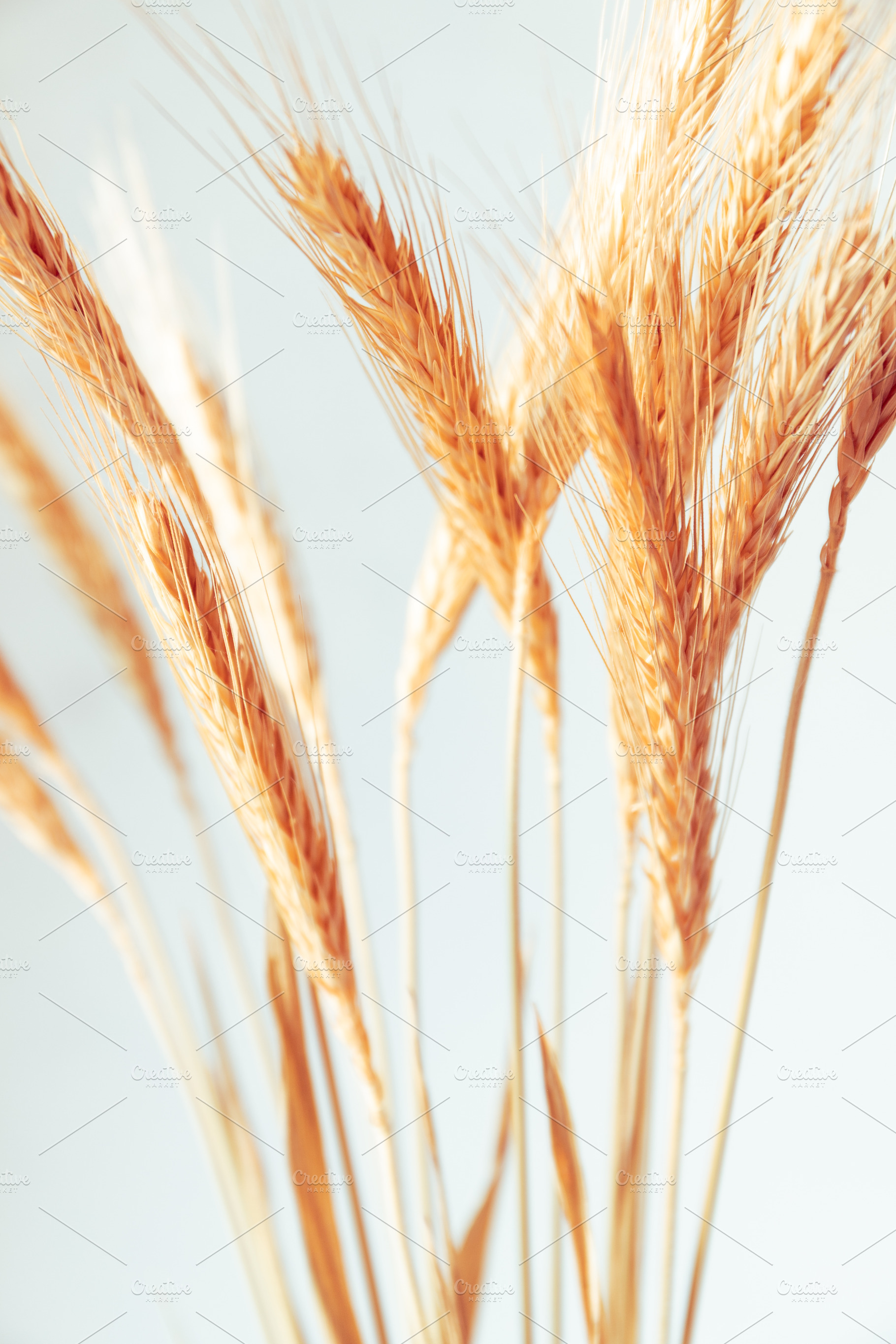Macro view of dry ears of wheat agai, a Nature Photo by Edalin's Store