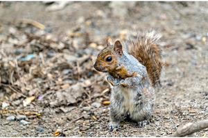 Eastern gray squirrel in montreal quebec canada containing squirrel, an Animal Photo by Leonid Andronov
