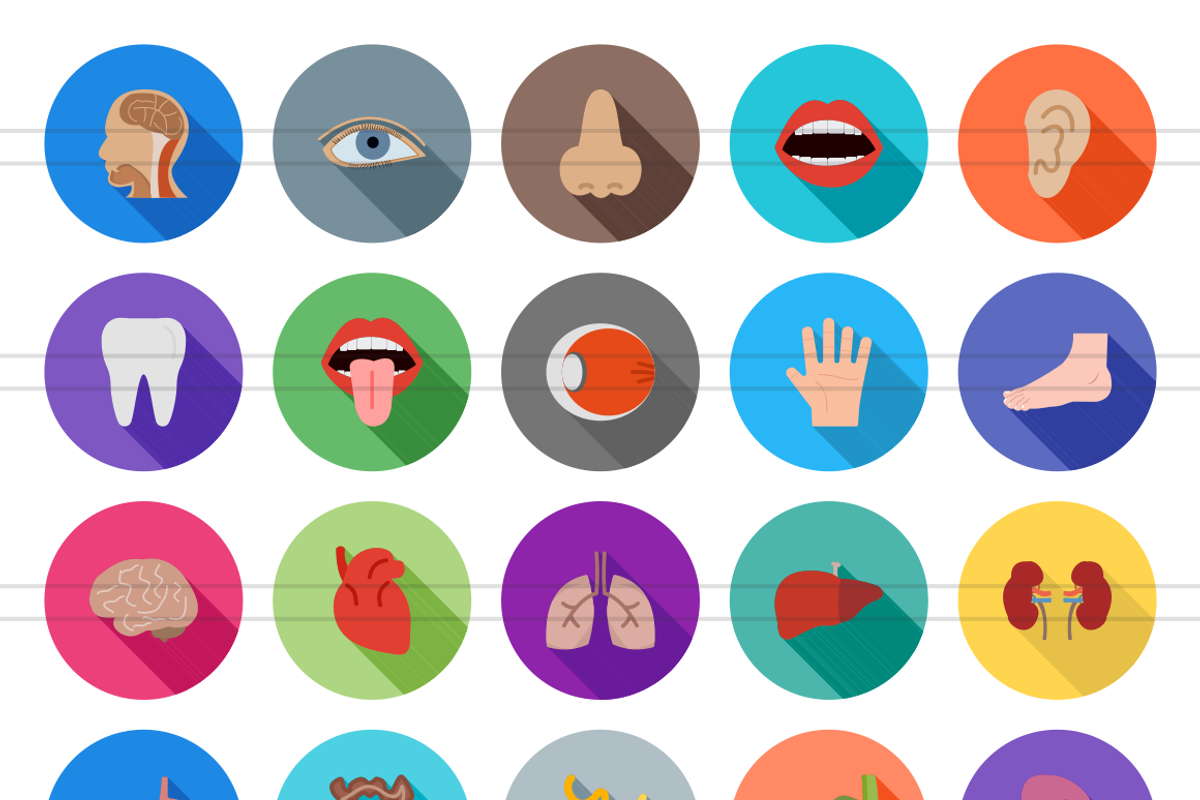 50 Human Anatomy Flat Shadowed Icons, an Icon by IconBunny