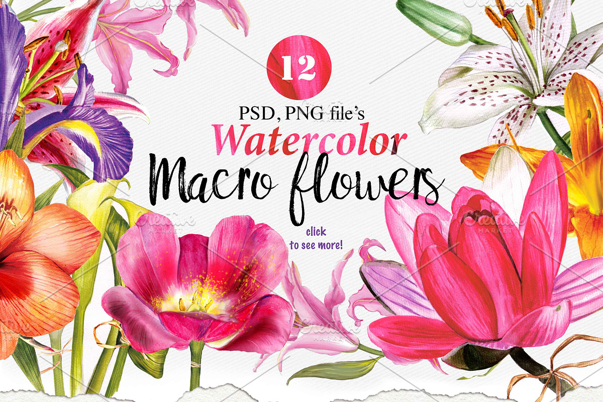 Over 120PNG watercolors, an Illustration by Alisa Mikibith Art (Photo 3 of 15)