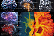 65 Human Brain Illustrations, an Object Graphic by Incomelion (Thumbnail 7 of 7)