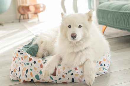 samoyed dog in a den in a pastel int