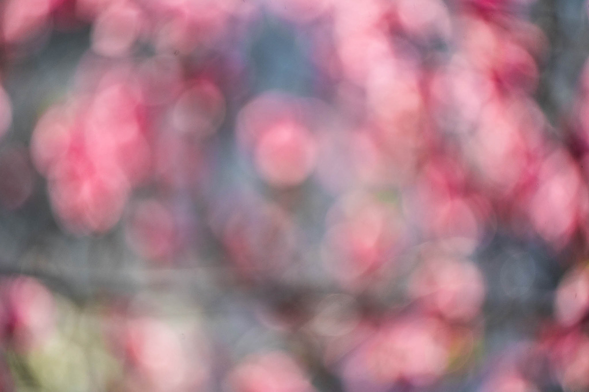Pink Blossom Bokeh Background, a Nature Photo by Silent Nature (Photo 2 of 4)