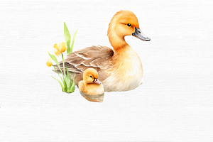 Mother And Baby Duck Watercolor Bund