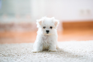 White cute maltese puppy 2 months o stock photo containing puppy and dog
