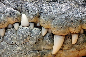 Crocodile teeth