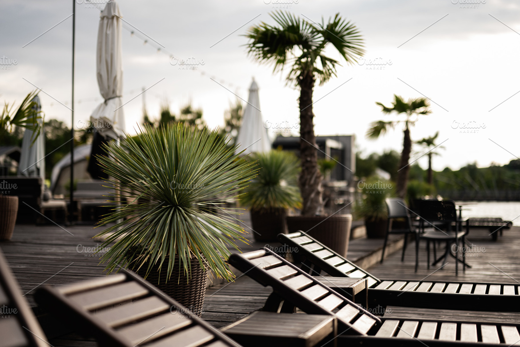 Tropical outdoor relaxation with palm trees and lounge chairs on wooden deck, a Photo by AS photostudio