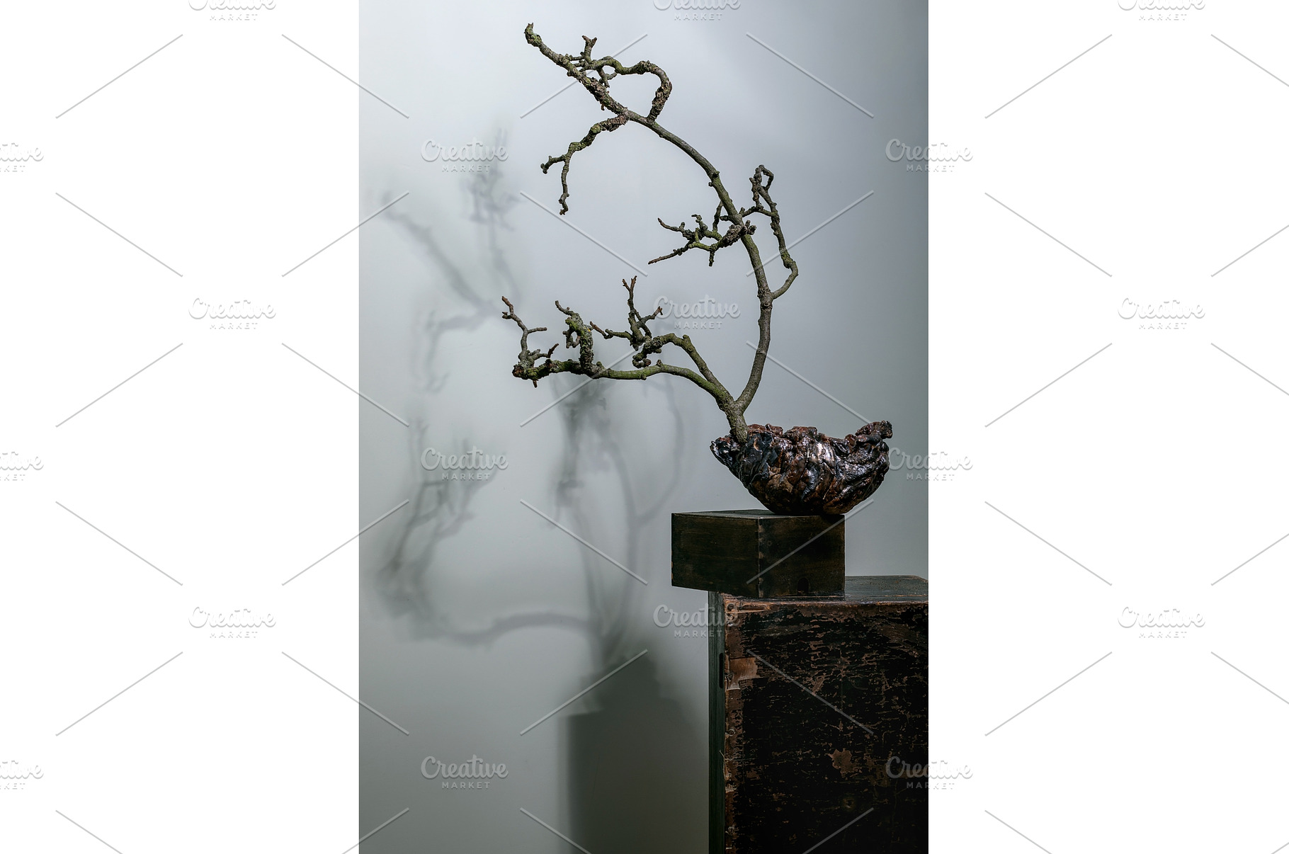 Twisted Bonsai Art On Wooden, a Nature Photo by Natasha Breen