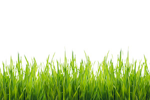 Isolated green grass on white, a Background Photo by hitdelight