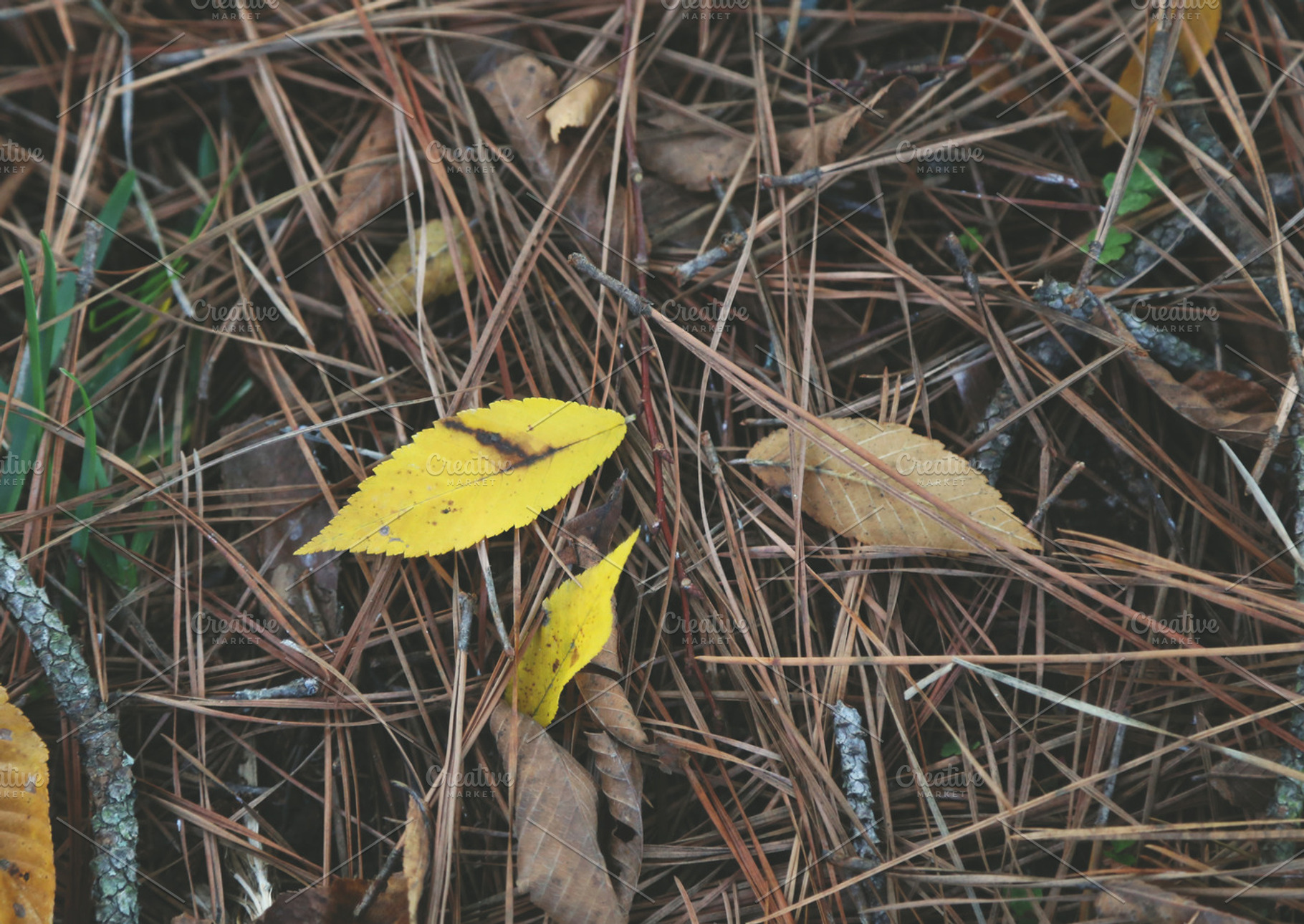 Yellow leaf stock photo containing leaf and leaves, a Nature Photo by BrightShadow Photo Art