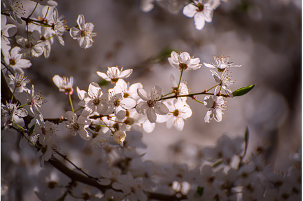 Apricot tree blossoms, a Nature Photo by Nature and travel