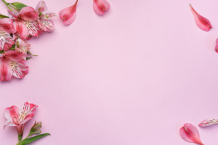 Beautiful Alstroemeria flowers on pink background, a Holiday Photo by Olena Rudo