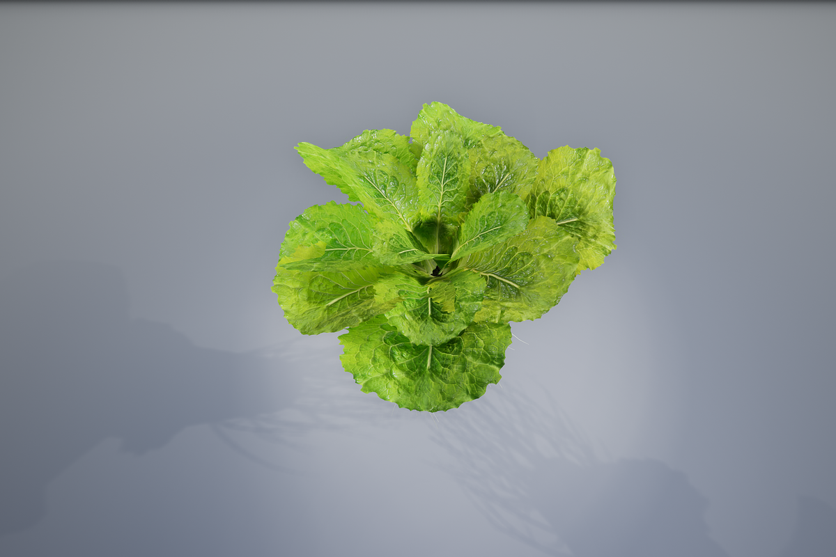 lettuce grean, a Food & Drink 3D Model by AndrewWhite (Photo 12 of 16)