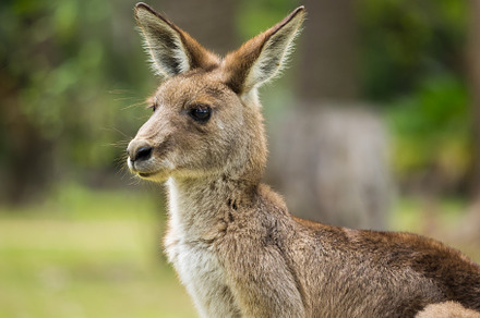 Juvenile Kangaroo