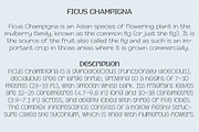 Champigna Comic Family, a Font by Royaltype (Thumbnail 4 of 8)