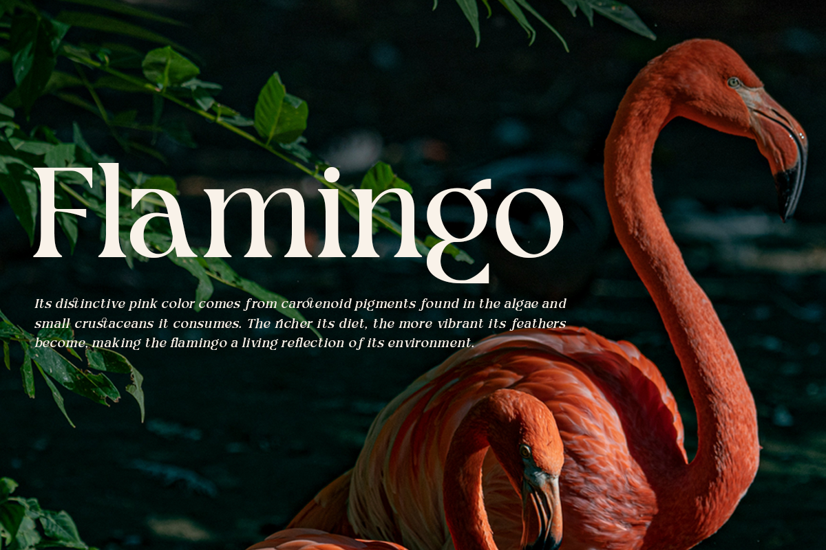 Picktea – Elegant Luxury Serif, a Serif Font by roomspace creative lab (Photo 5 of 12)