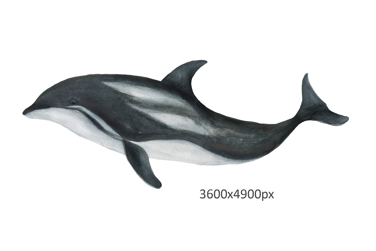 Dolphins - watercolor painting, an Animal Illustration by ramika (Photo 3 of 4)