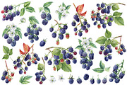 Watercolor Fresh Berries, a Decorative Illustration by Hanna Hryharenka (Thumbnail 5 of 16)
